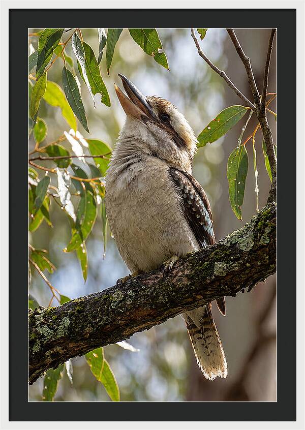 Kookaburras Joyful Call