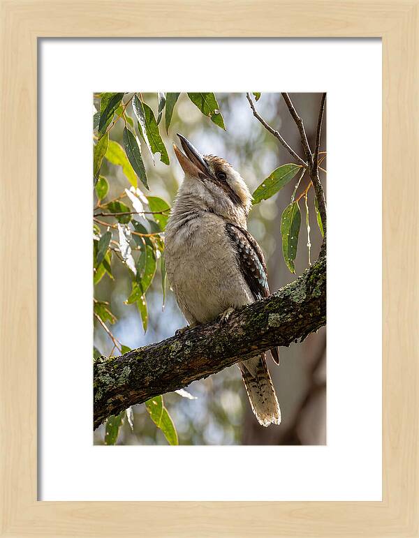 Kookaburras Joyful Call