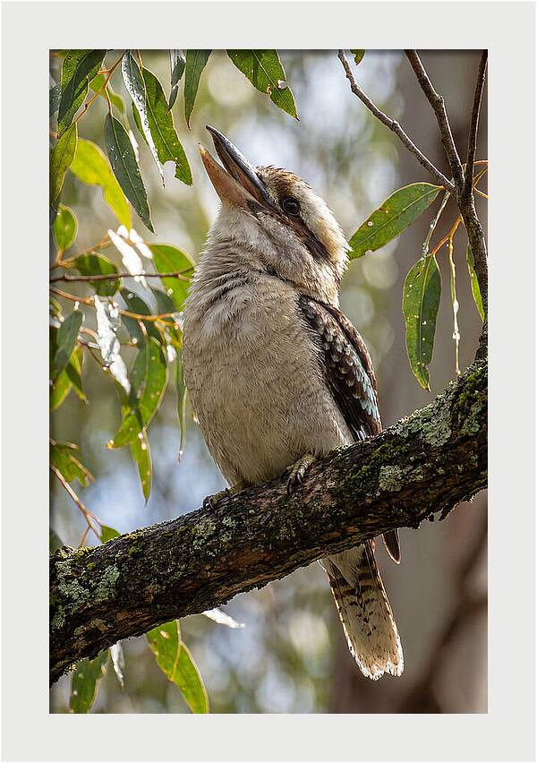 Kookaburras Joyful Call