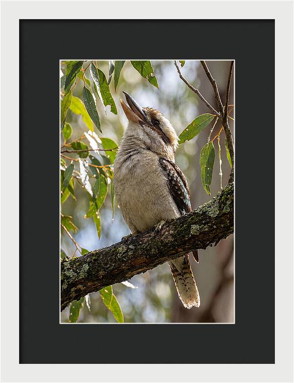 Kookaburras Joyful Call