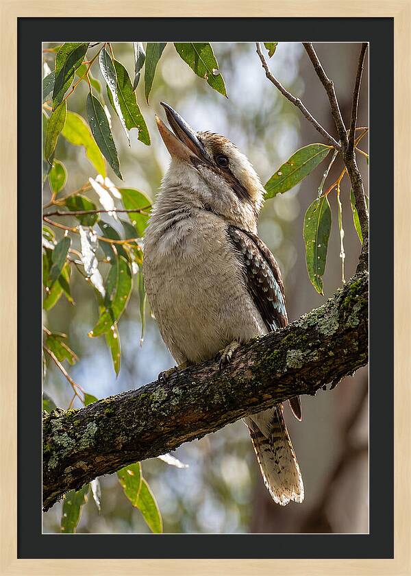 Kookaburras Joyful Call