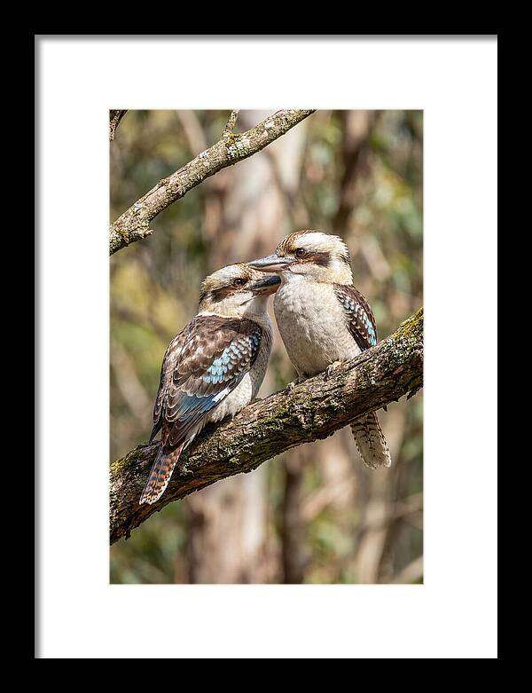 Kookaburras Nestled Amongst Leaves
