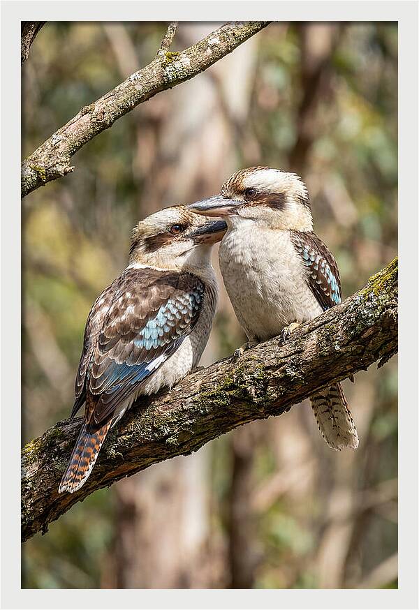 Kookaburras Nestled Amongst Leaves