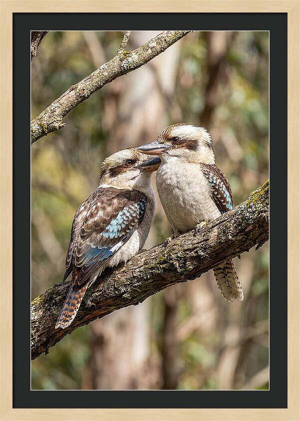 Kookaburras Nestled Amongst Leaves