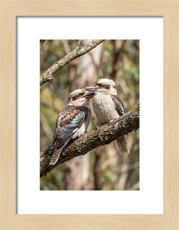 Kookaburras Nestled Amongst Leaves