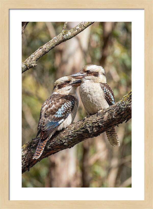 Kookaburras Nestled Amongst Leaves
