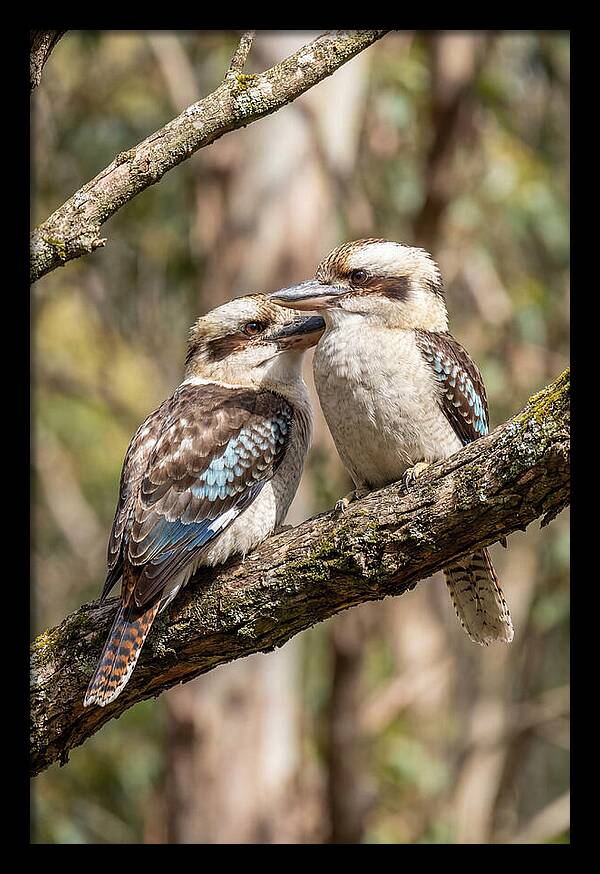 Kookaburras Nestled Amongst Leaves