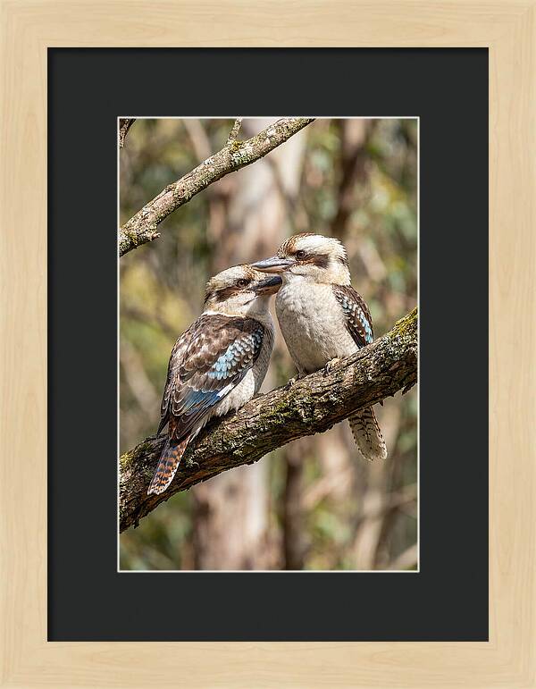 Kookaburras Nestled Amongst Leaves