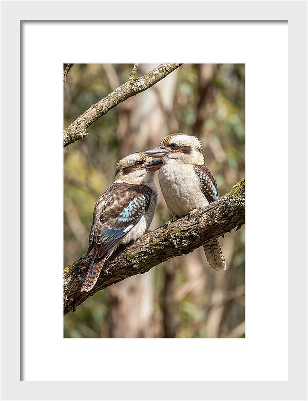 Kookaburras Nestled Amongst Leaves