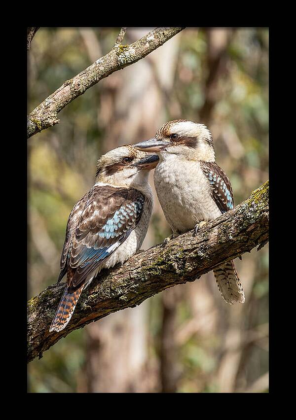 Kookaburras Nestled Amongst Leaves