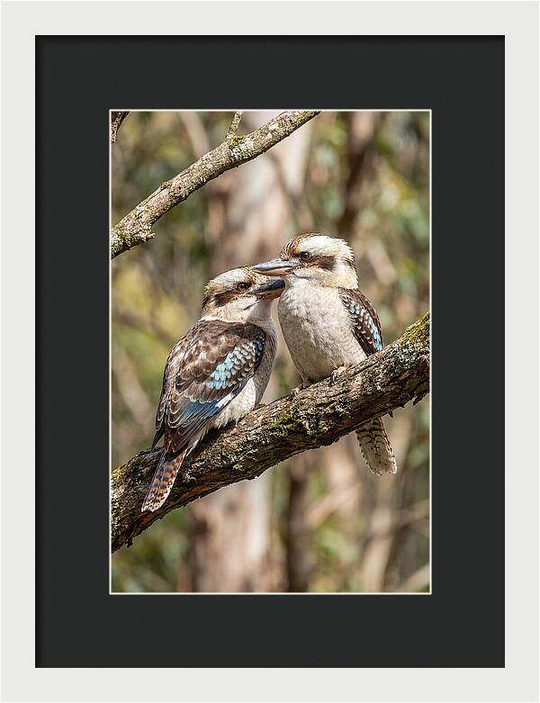 Kookaburras Nestled Amongst Leaves