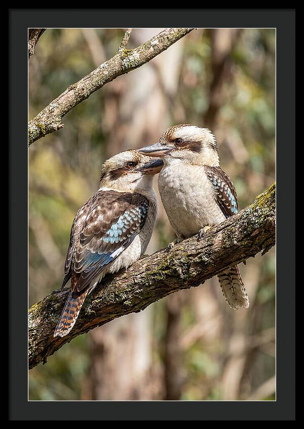 Kookaburras Nestled Amongst Leaves