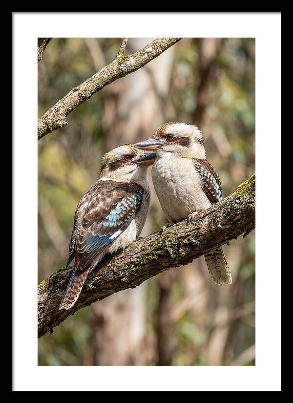 Kookaburras Nestled Amongst Leaves