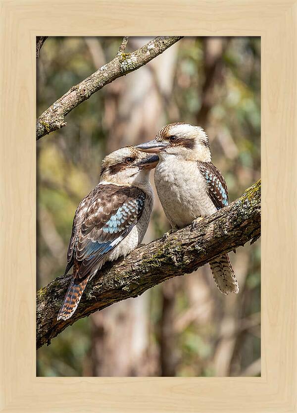 Kookaburras Nestled Amongst Leaves