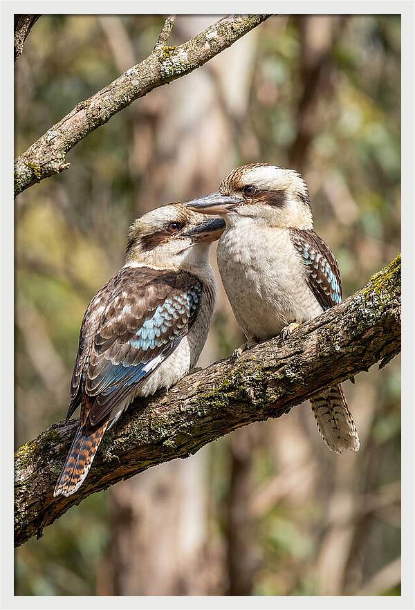 Kookaburras Nestled Amongst Leaves