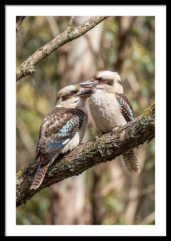 Kookaburras Nestled Amongst Leaves