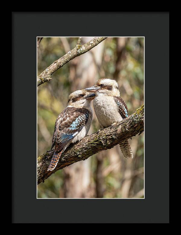 Kookaburras Nestled Amongst Leaves
