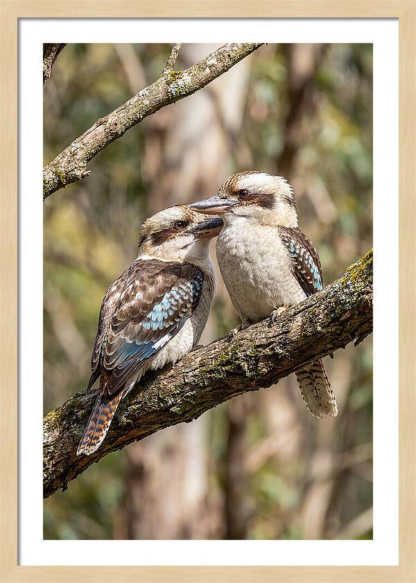 Kookaburras Nestled Amongst Leaves
