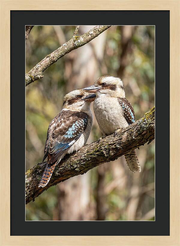 Kookaburras Nestled Amongst Leaves