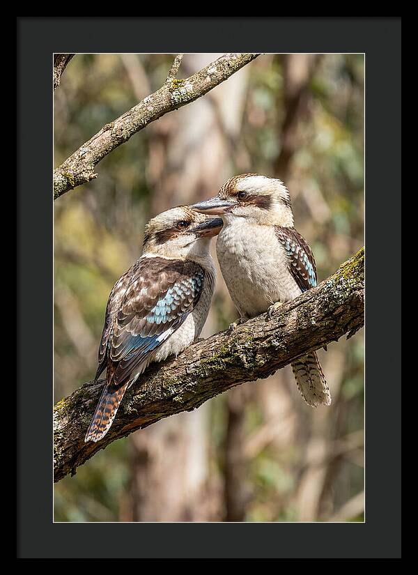 Kookaburras Nestled Amongst Leaves