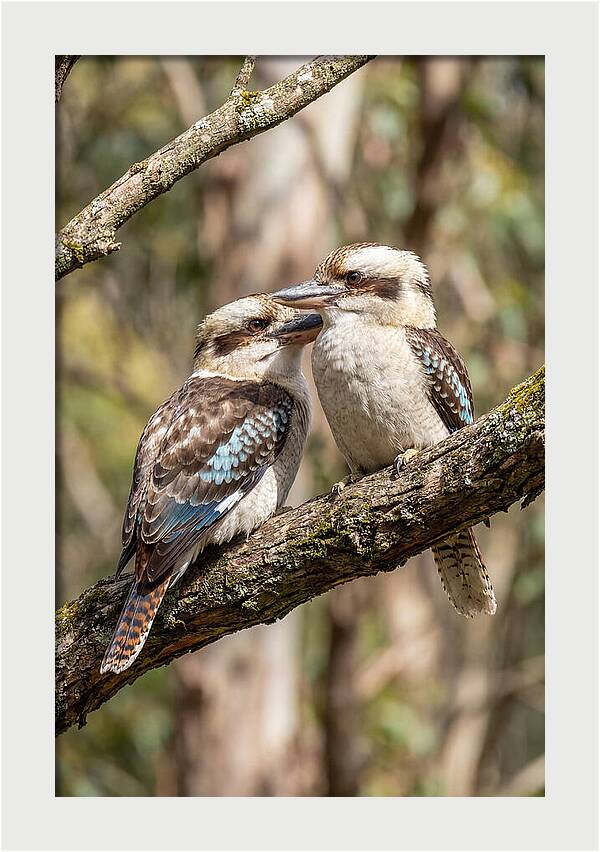 Kookaburras Nestled Amongst Leaves