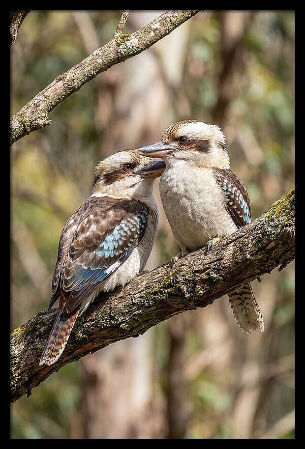 Kookaburras Nestled Amongst Leaves