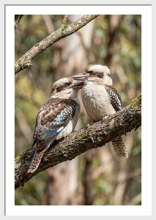 Kookaburras Nestled Amongst Leaves