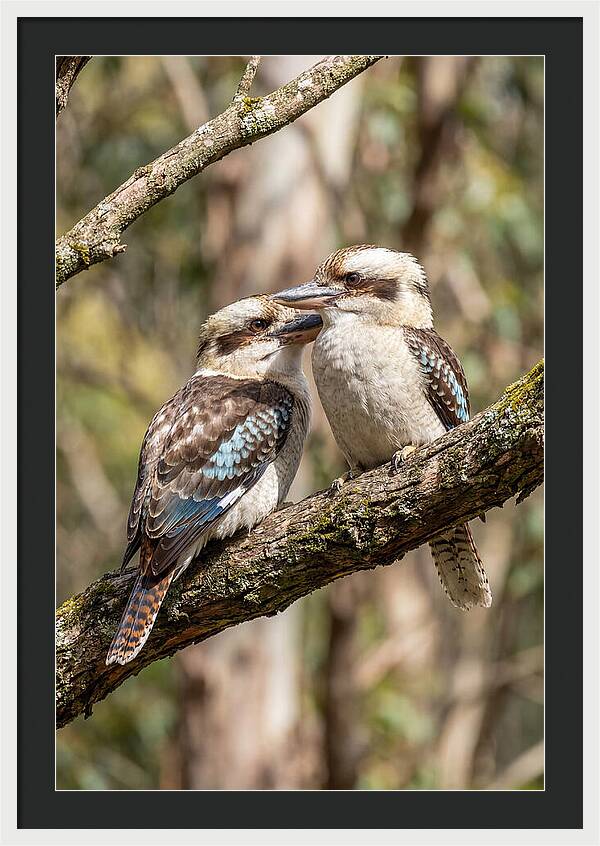 Kookaburras Nestled Amongst Leaves
