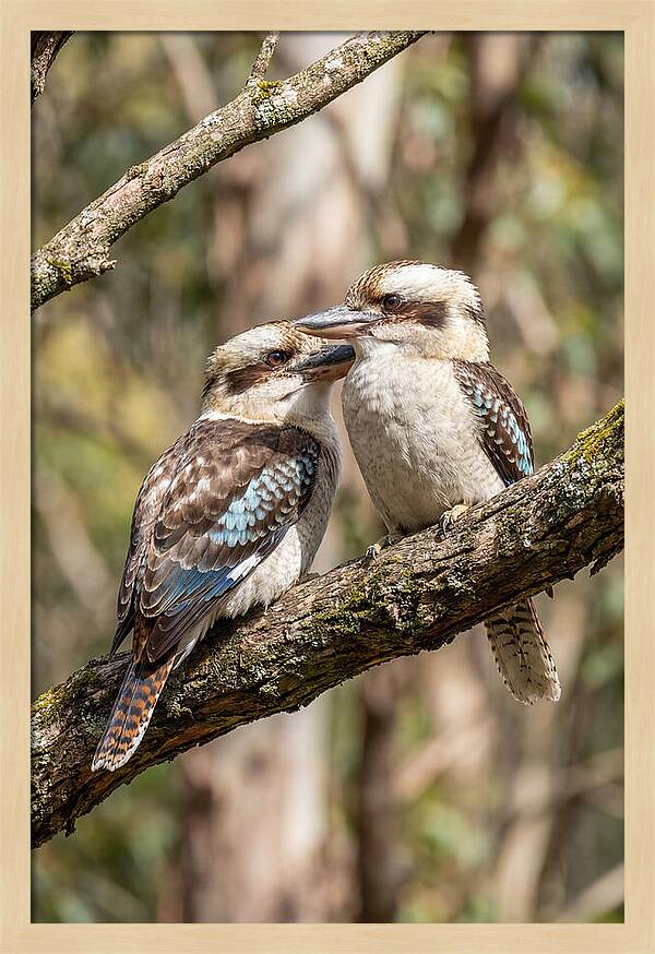 Kookaburras Nestled Amongst Leaves