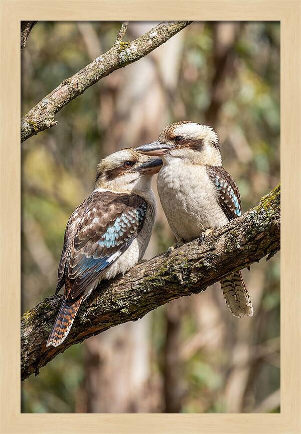 Kookaburras Nestled Amongst Leaves