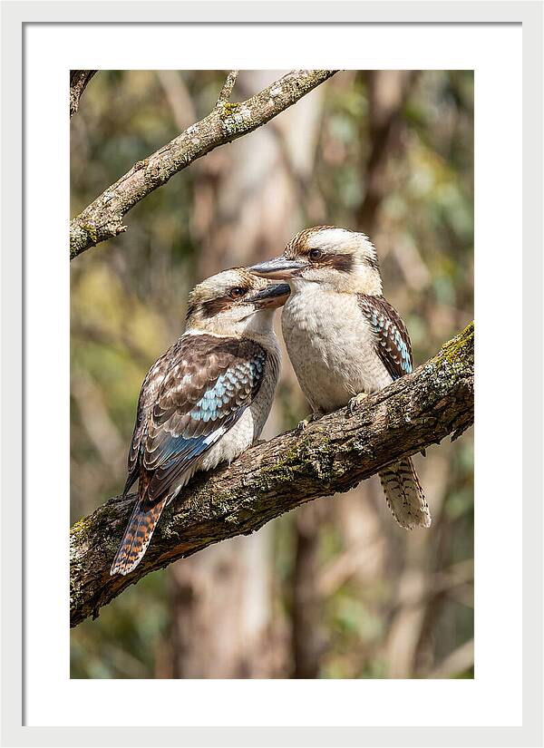 Kookaburras Nestled Amongst Leaves