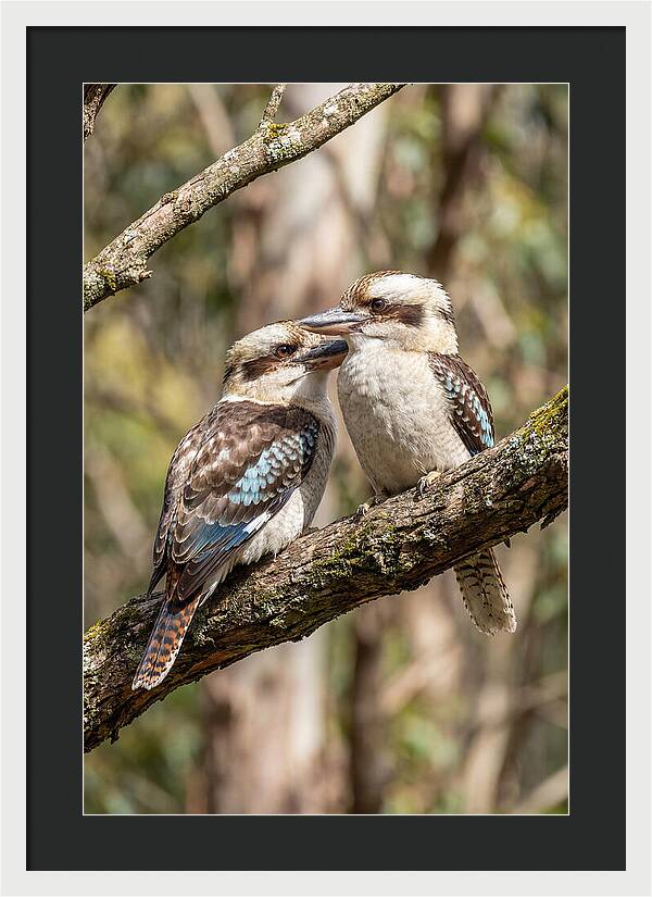 Kookaburras Nestled Amongst Leaves