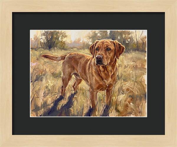 Labrador Retriever Exploring The Outdoors