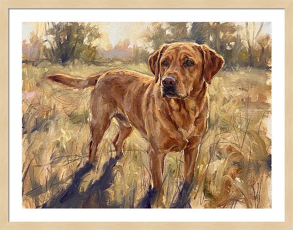 Labrador Retriever Exploring The Outdoors