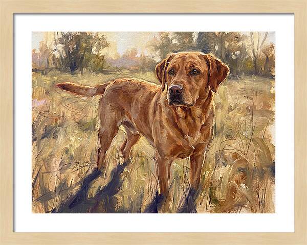 Labrador Retriever Exploring The Outdoors