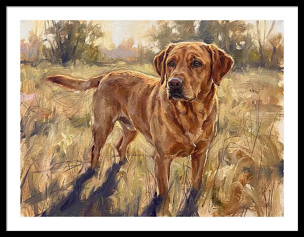 Labrador Retriever Exploring The Outdoors