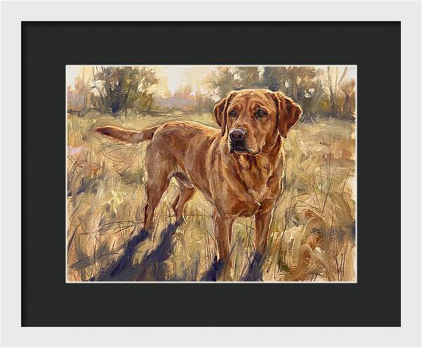 Labrador Retriever Exploring The Outdoors