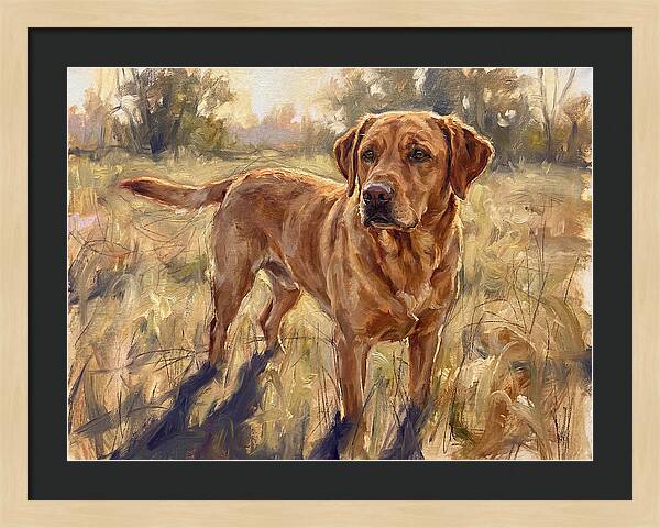 Labrador Retriever Exploring The Outdoors
