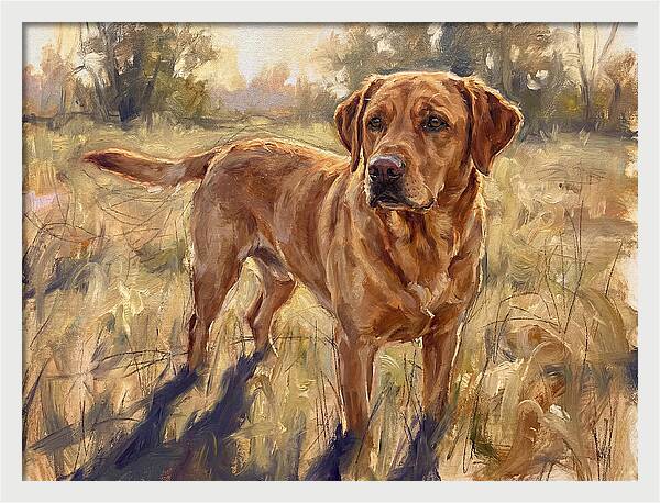 Labrador Retriever Exploring The Outdoors