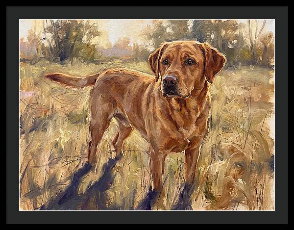 Labrador Retriever Exploring The Outdoors