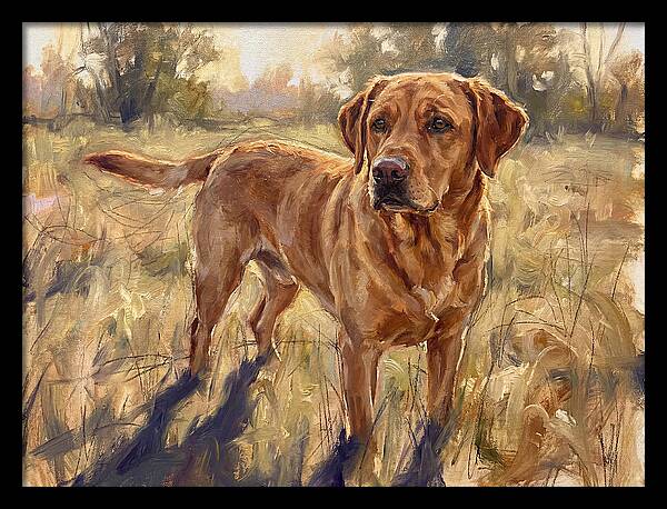 Labrador Retriever Exploring The Outdoors