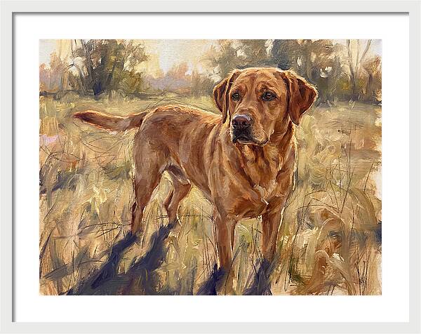 Labrador Retriever Exploring The Outdoors