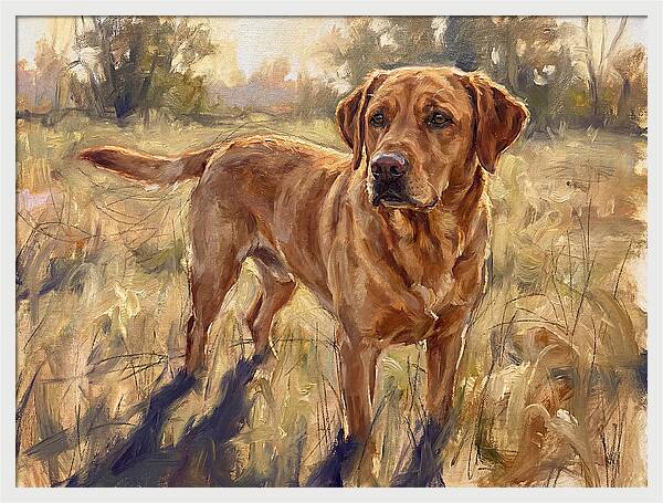 Labrador Retriever Exploring The Outdoors