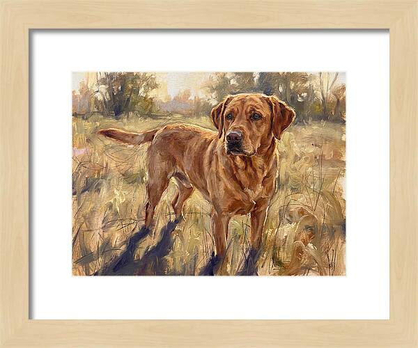 Labrador Retriever Exploring The Outdoors