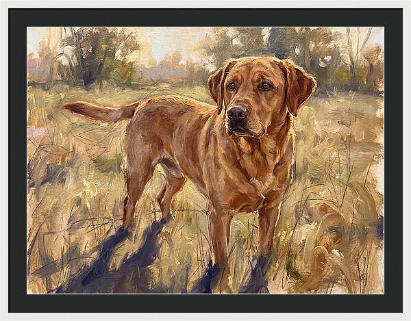 Labrador Retriever Exploring The Outdoors