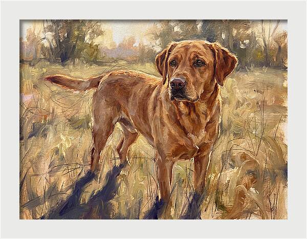 Labrador Retriever Exploring The Outdoors
