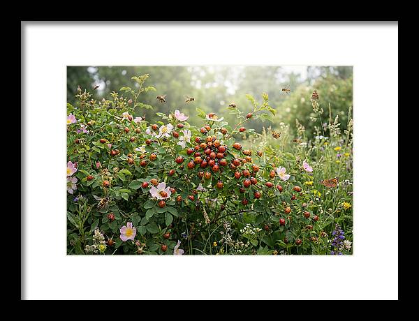 Ladybug Cluster
