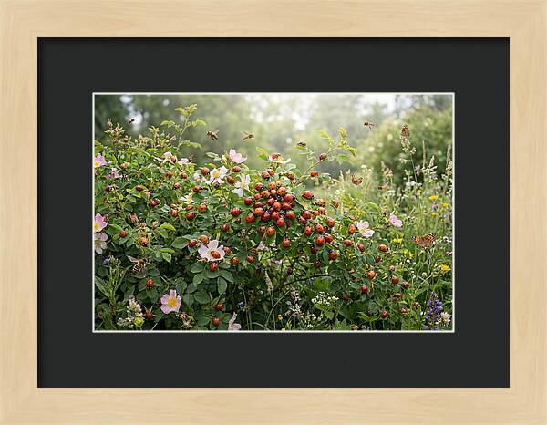 Ladybug Cluster