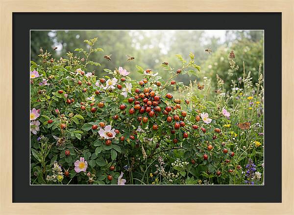 Ladybug Cluster