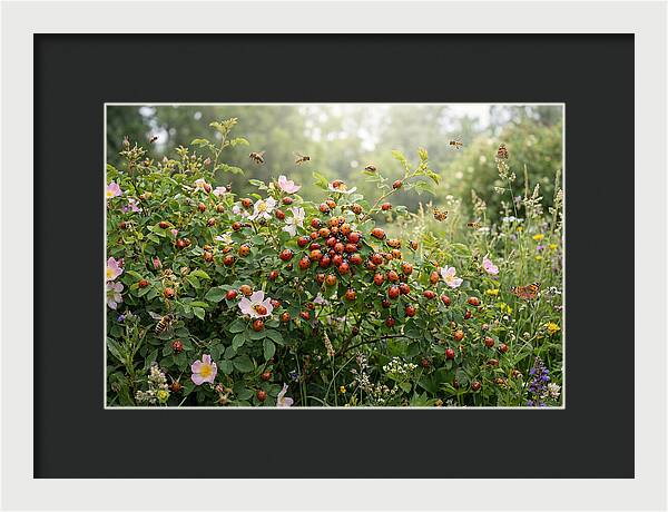 Ladybug Cluster